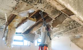 Best Attic Mold Removal  in Ransomville, NY